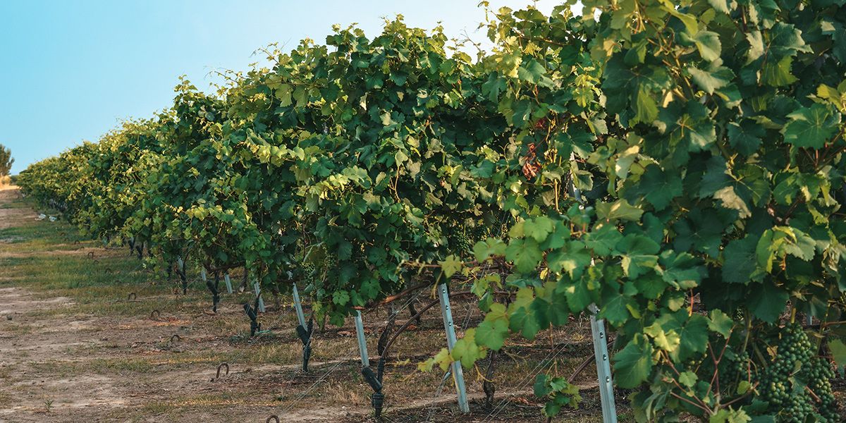 Wine Glass with view